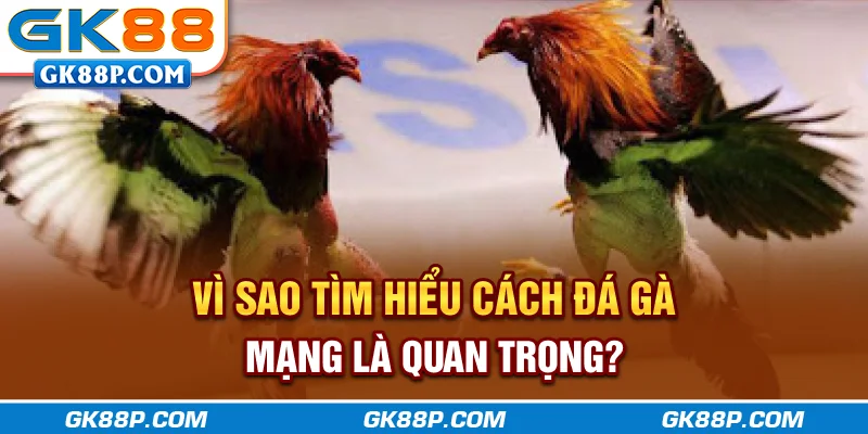 vi-sao-tim-hieu-cach-da-ga-mang-la-quan-trong-gk88p-com